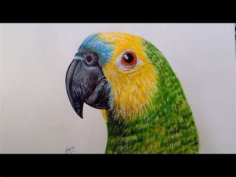 Como dibujar un LORO realista | Realistic drawing of a PARROT HD - YouTube