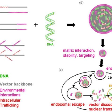 Schematic of the adenovirus capsid. (A) Whole capsid identifying fiber ...