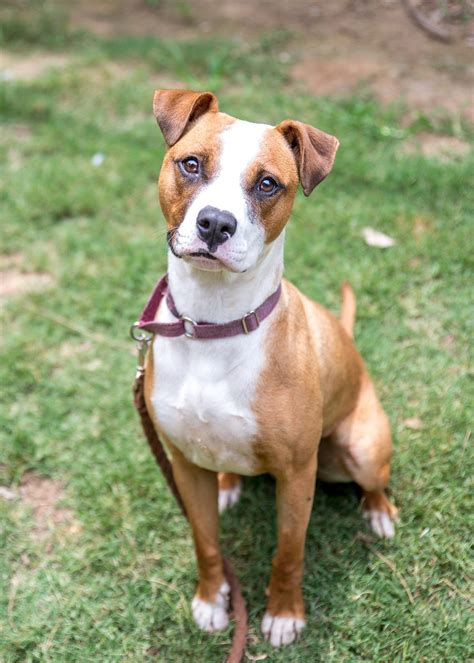 Ruby - Medium Female American Staffi Mix Dog in NSW - PetRescue