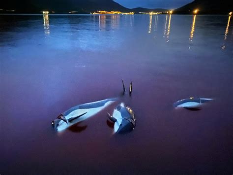 Slaughter of 1,500 dolphins in the Faroe Islands sparks outrage from ...