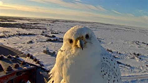 This Video Lets You Get Up Close With a Rare White Falcon | Mental Floss