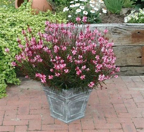 10 best Perennials for Containers images on Pinterest | Flower beds, Proven winners and Coral bells