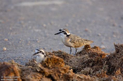 Kittlitz's Plover - Charadrius pecuarius adult - yvlh93325