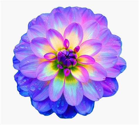 Dahlia Flower Clipart Clip Art Library - vrogue.co