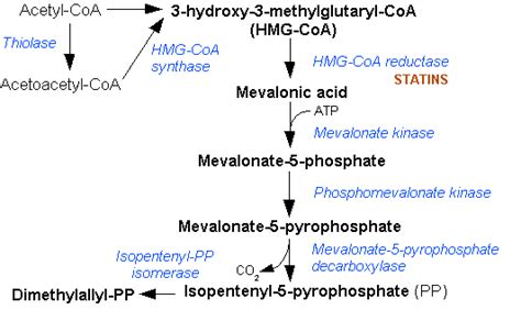 Steroid metabolism - wikidoc