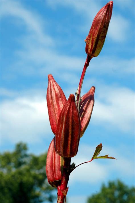 Okra Plant Free Stock Photo - Public Domain Pictures