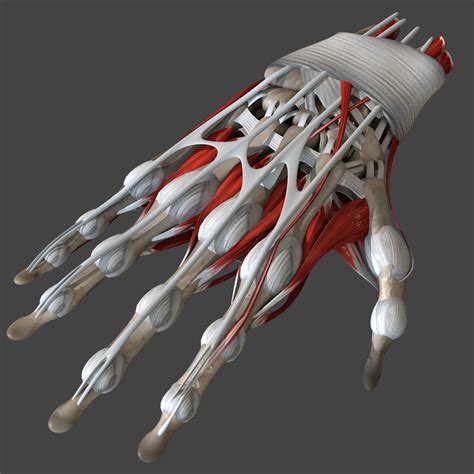 Human hand anatomy bones 3D model - TurboSquid 1520188