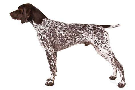 German Shorthaired Pointer Liver And Roan