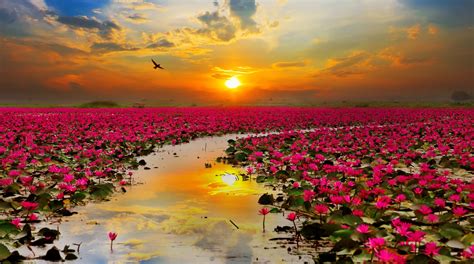 1920x1070 lotus flowers for desktop background, HD Wallpaper | Rare Gallery