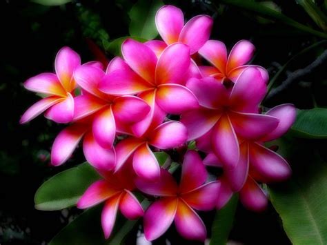 Hawaiian Flower Backgrounds - Wallpaper Cave