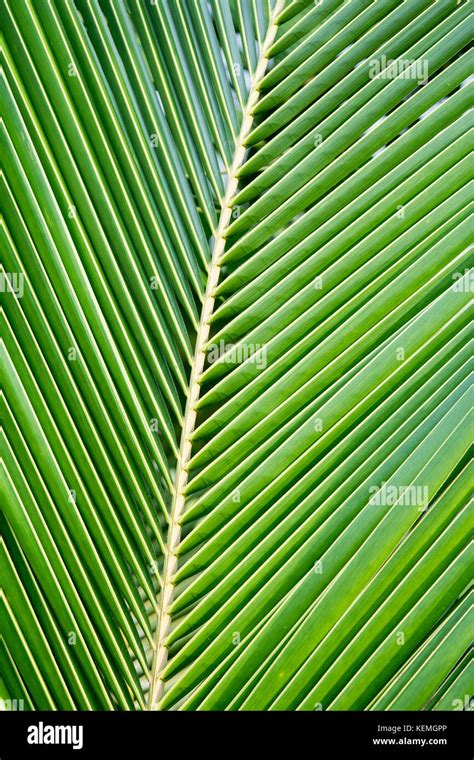 palm coconut leaves Stock Photo - Alamy