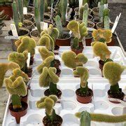 OTT’S EXOTIC PLANTS - 253 Photos & 86 Reviews - Schwenksville ...