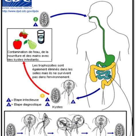 Cycle évolutif de Trichomonas intestinalis (SAGHROUNI, 2008). | Download Scientific Diagram