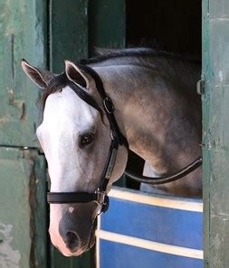 White Abarrio - Horse Profile - BloodHorse