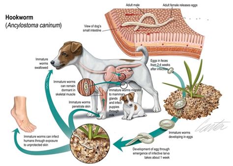 What Do I Do If My Puppy Has Hookworms