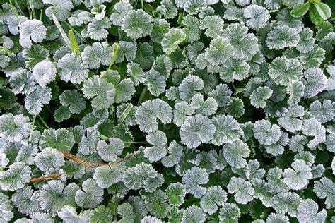 Green Leaves Covered with White Hoar Frost and Ice Crystal Formation ...