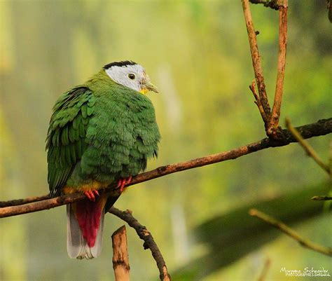 Black-naped Fruit Dove / Ptilinopus melanospilus photo call and song