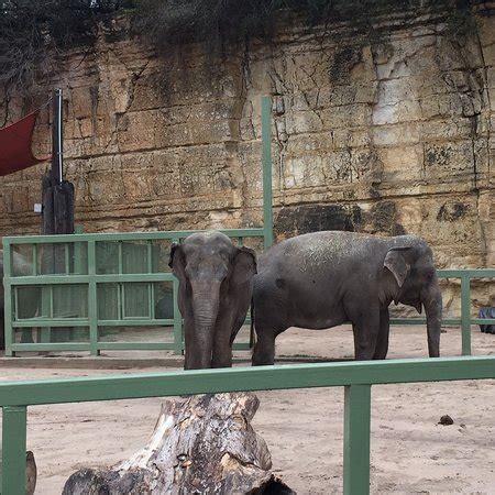 San Antonio Zoo - All You Need to Know Before You Go (with Photos) - TripAdvisor