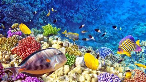 365 Days of Climate Awareness 219 – The Coral Reefs of Indonesia