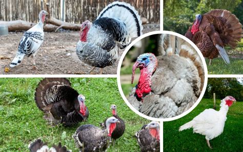 8 Types of Domestic Turkeys Recognized by APA - LearnPoultry