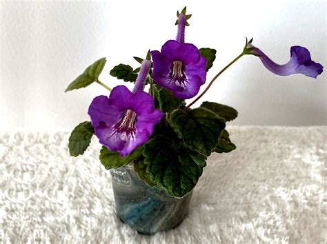 Highlights Cyber 2021 New Introduction Gallery (Other Gesneriads) - African Violet Society of ...