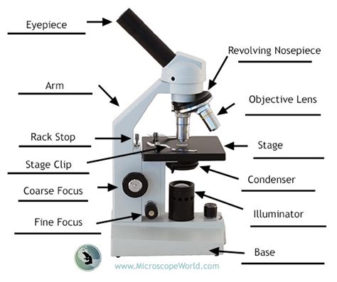 Labeling the Parts of the Microscope | Microscope World Resources