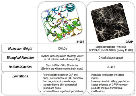 Frontiers | GFAP and S100B: What You Always Wanted to Know and Never Dared to Ask