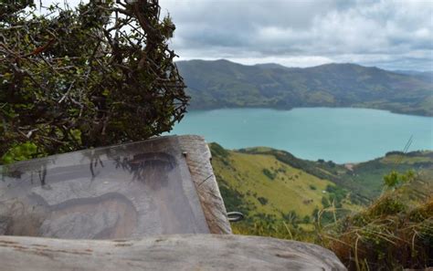 Releasing Little Blue Penguins into the Wild - NZ Pocket Guide