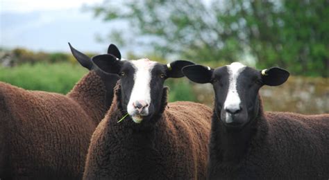 Zwartbles Sheep Association