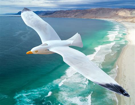 SEAGULL | Planeprint