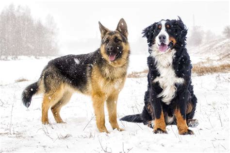 Bernese Mountain Dog German Shepherd Mix Puppies