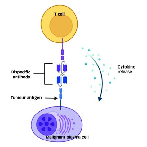 Mechanism of action of bispecific T-cell engager antibody with... | Download Scientific Diagram