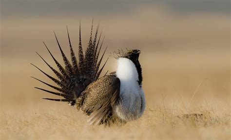 Greater Sage-Grouse | Audubon California