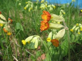 Cowslip (Primula veris), mix of yellow and red version | Flickr