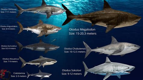 Otodus Sharks Comparison (Mega Sharks) - YouTube