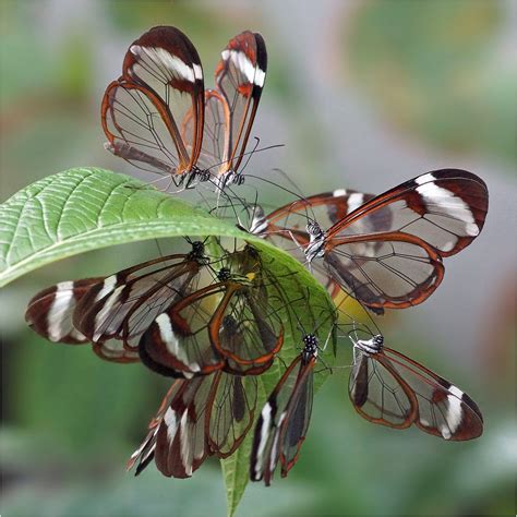 outdoormagic | Glasswing butterfly, Glasswing, Rainforest photography