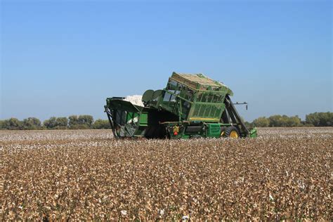 Harvesting cotton Oct 2012 #4 | Maven's Photoblog