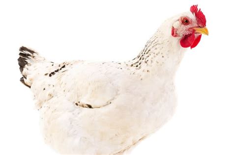 Delaware Chicken All You Need To Know: Temperament and Egg Laying… | Chickens And More