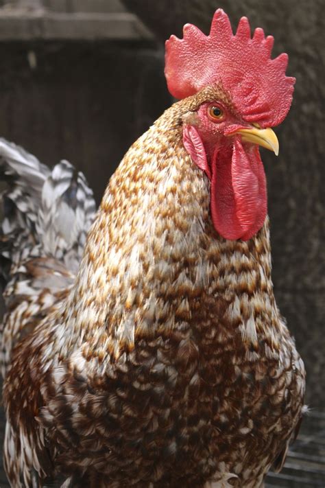 TeenyTinyDinosaurFarm | Best egg laying chickens, Chickens backyard ...