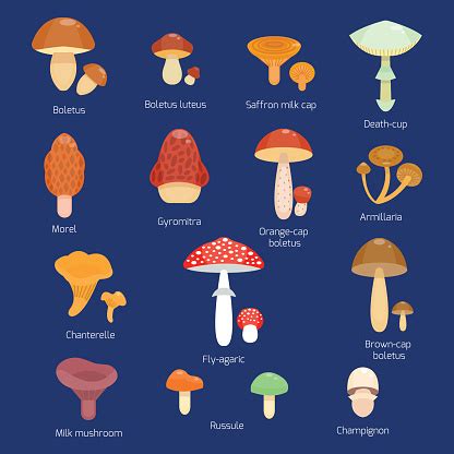 Vector Illustration Of Different Types Of Mushrooms Stock Illustration ...