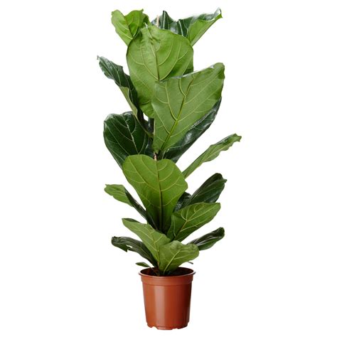 FICUS LYRATA Potted plant - IKEA // $13 fiddle leaf fig tree. thank you ikea for saving me a ...
