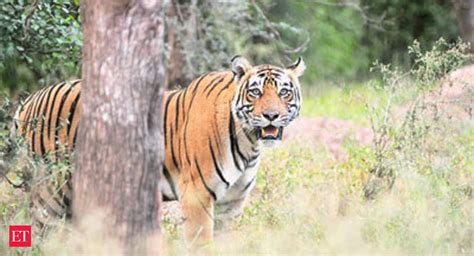 India lost 64 tigers in 2014 - The Economic Times