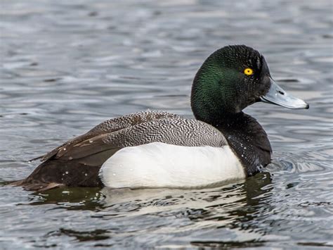 Greater Scaup Photos and Videos for, All About Birds, Cornell Lab of Ornithology in 2024 ...