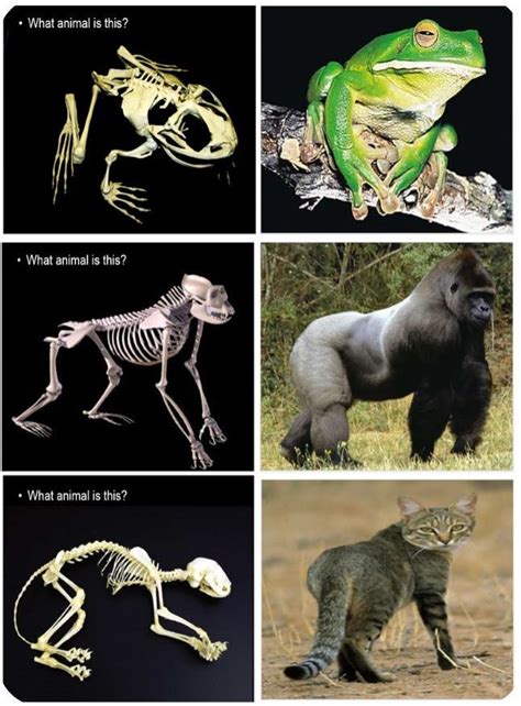 Skeletons, Bones, Name that Animal based on its Skeleton Lesson ...