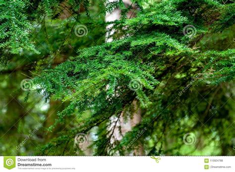 Close up of a Pine Tree stock photo. Image of material - 115924788