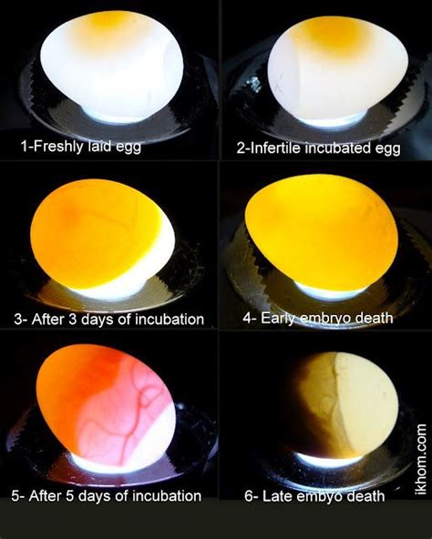 Pigeon Egg Candling Chart