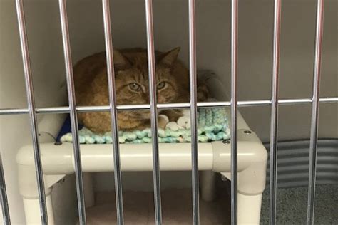 Brown County Humane Society Seeks Donations For New Shelter | News - Indiana Public Media