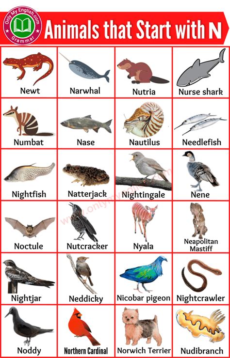50+ Animals that Start with N | Animals beginning with N » Onlymyenglish.com