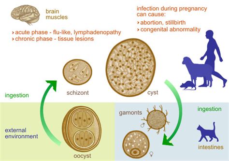 Toxoplasma gondii