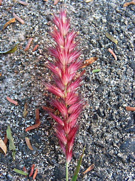 Pennisetum (Poaceae) image 27194 at PhytoImages.siu.edu